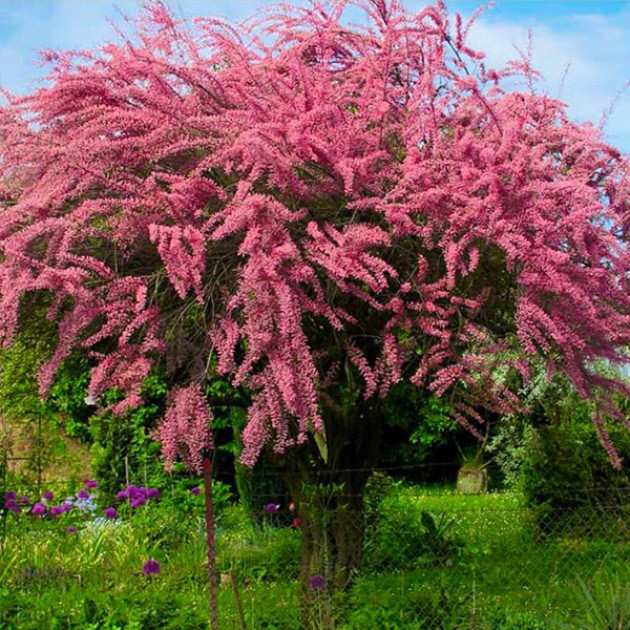 Тамарикс галузистий Rubra (Tamarix ramosissima) (контейнер 0.5 л)