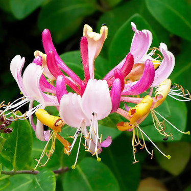 Жимолость декоративная Serotina (контейнер 0.5 л)