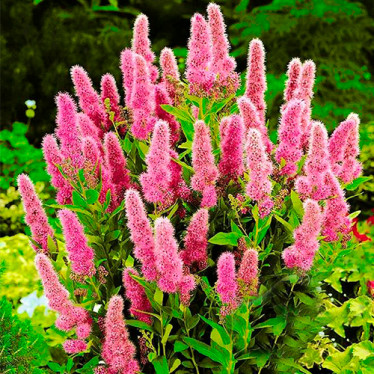 Спірея Triumphans (контейнер 0.5 л)