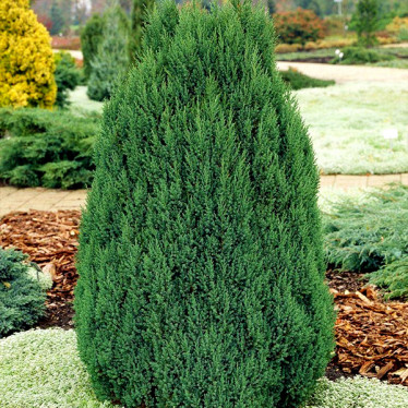 Ялівець Stricta (контейнер 0.5 л) (упаковка-коробка)