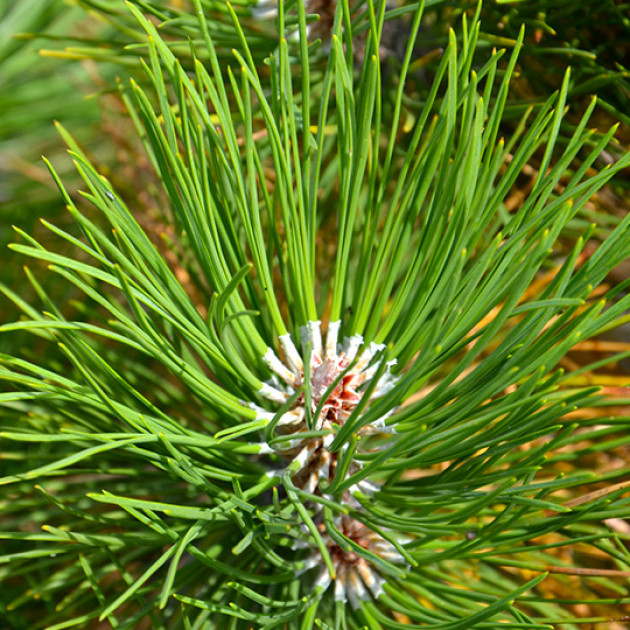 Сосна обыкновенная (Pinus sylvestris L.) (контейнер 2 л)