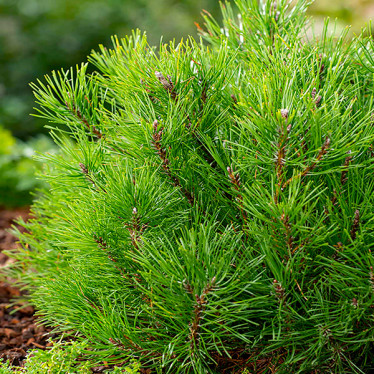 Сосна гірська Pumilio (контейнер 0.5 л)