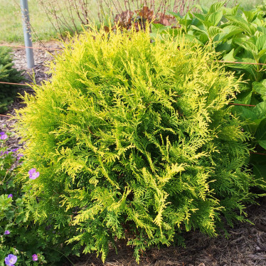 Туя Globosa Aurea (контейнер 0.5 л)