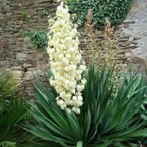 Юкка (Yucca)