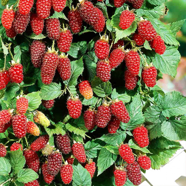 Ожиномалина Логанберрі (Loganberry)