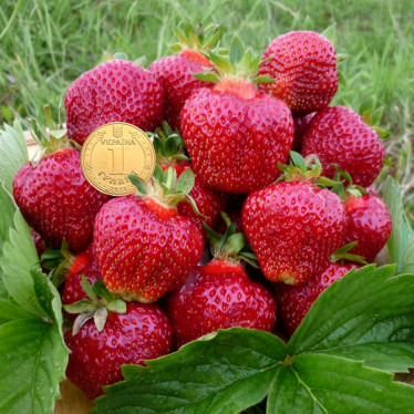 Полуниця Хоней (Honey) контейнер 0.5 л ( 5 шт)