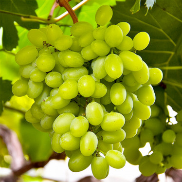 Виноград Новий Подарунок Запоріжжю (ранній)
