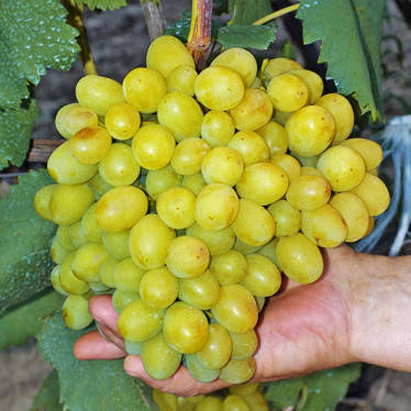 Виноград Супер Экстра (ранний) (упаковка-коробка)