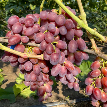 Виноград Зоренька (упаковка-коробка)