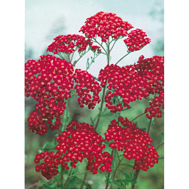 Деревій Millefolium Red Velvet