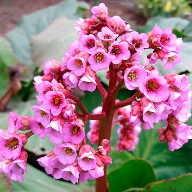 Бадан Bergenia cordifolia Rotblum