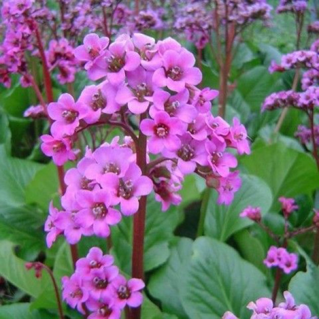 Бадан Bergenia cordifolia Rotblum