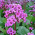 Бадан Bergenia cordifolia Rotblum - оптом