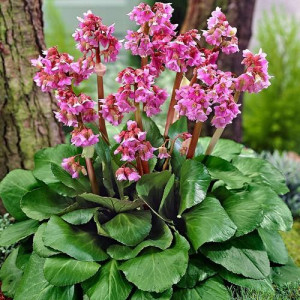 Бадан (Bergenia)