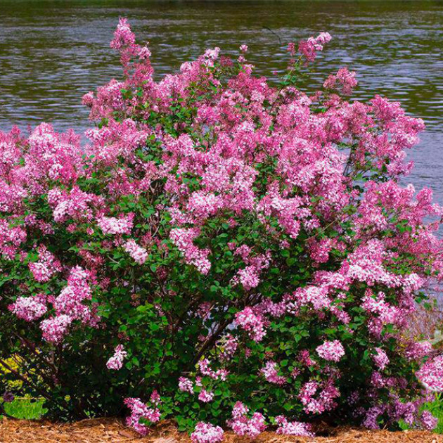 Бузок Пінк Перфюм (Pink Perfume)