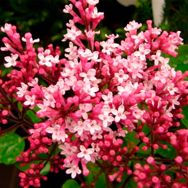 Бузок Пінк Перфюм (Pink Perfume)