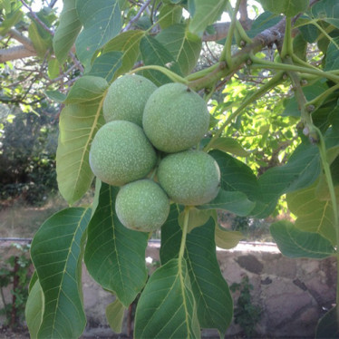 Орех грецкий Кочерженко (сеянец)