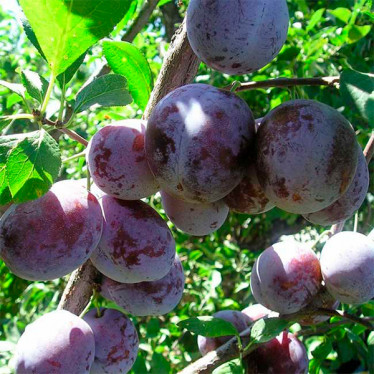 Слива Богатирська 1 клас