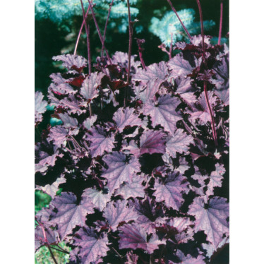 Гейхера Micrantha Palace Purple