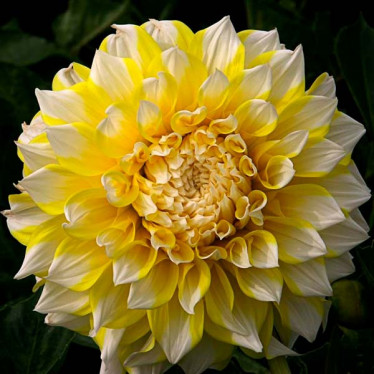 Георгина с гигантским цветком Grand Prix