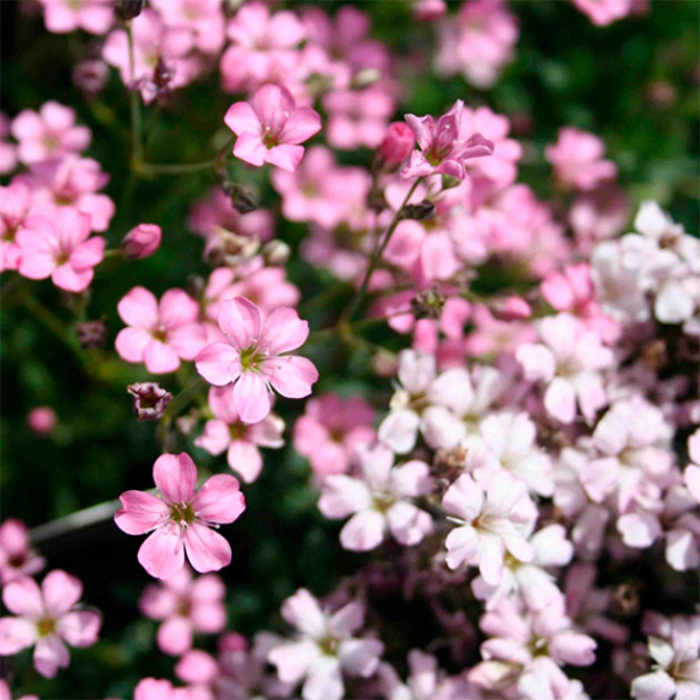 Гіпсофіла Pink