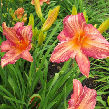 Лілійник Pink Stripes