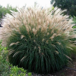 Мискантусы (Miscanthus)