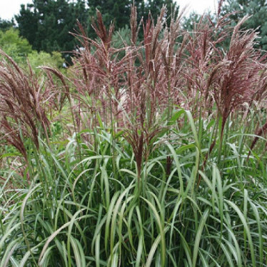 Мискантус Maleparthus (контейнер 0.5)