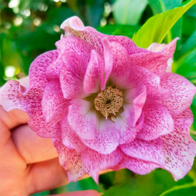 Морозник махровый Hybrids Pink Promise