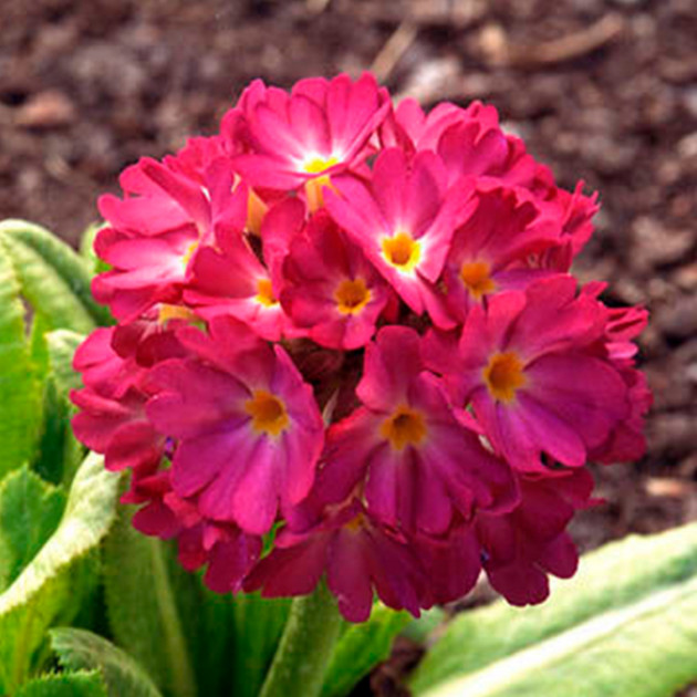 Примула denticulata Rubra