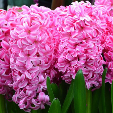 Гиацинт Pink Pearl 18/19