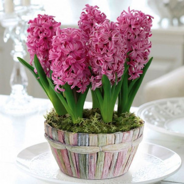 Гиацинт Pink Pearl 18/19