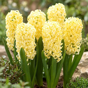 Гіацинт Yellow Queen 17/18