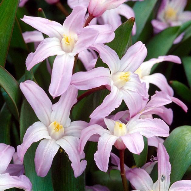 Хіонодокса Forbesii Rosea