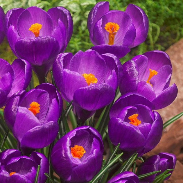 Крокус великоквітковий Flower Record 10/+