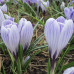 Крокус великоквітковий King of the Striped 9/10 - оптом Крокус великоквітковий King of the Striped 9/10 - оптом