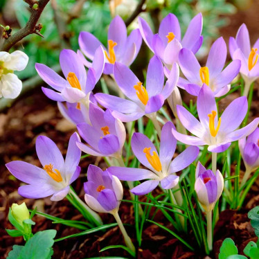 Крокус ботанічний Lilac Beauty 5/7
