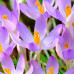 Крокус ботанічний Lilac Beauty 5/7 - оптом