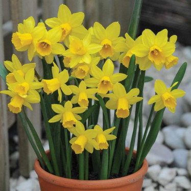 Нарцисс миниатюрный Tete a Tete 10/11