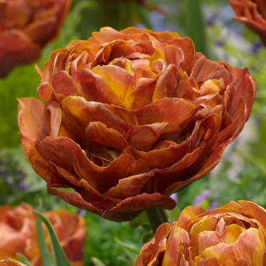 Тюльпан Махровий Browniw 12/+ Тюльпан Махровий Browniw 12/+