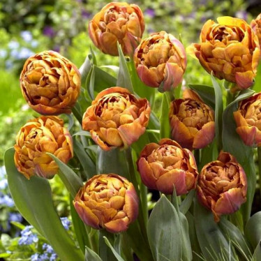 Тюльпан Махровий Browniw 12/+ Тюльпан Махровий Browniw 12/+