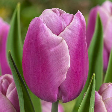 Тюльпан Тріумф Holland Beauty 12/+ Тюльпан Тріумф Holland Beauty 12/+