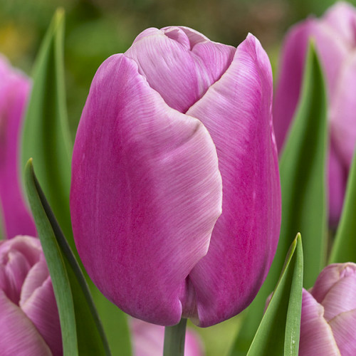 Тюльпан Тріумф Holland Beauty 12/+ - оптом Тюльпан Тріумф Holland Beauty 12/+ - оптом