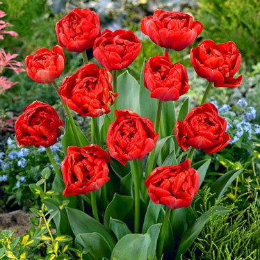 Тюльпан Махровий Miranda 12/+ Тюльпан Махровий Miranda 12/+