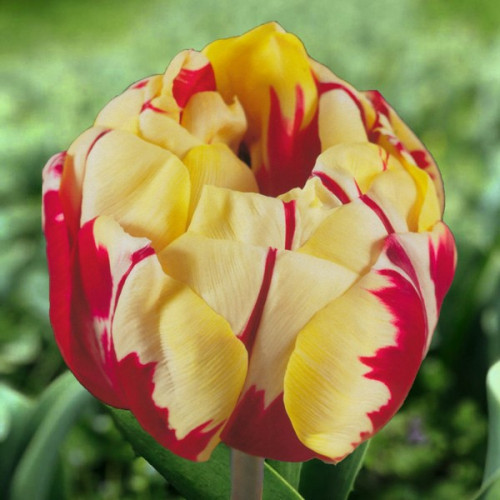 Тюльпан Махровий Monsella 12/+ - оптом Тюльпан Махровий Monsella 12/+ - оптом