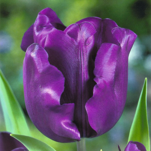 Тюльпан Тріумф Negrita 12/+ - оптом Тюльпан Тріумф Negrita 12/+ - оптом