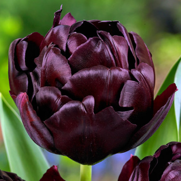 Тюльпан Махровий Palmyra 12/+ Тюльпан Махровий Palmyra 12/+