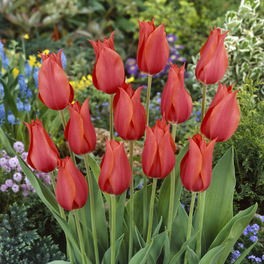 Тюльпан Гигантский Temple of Beauty 12/+ Тюльпан Гигантский Temple of Beauty 12/+