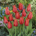 Тюльпан Гигантский Temple of Beauty 12/+ - оптом Тюльпан Гигантский Temple of Beauty 12/+ - оптом