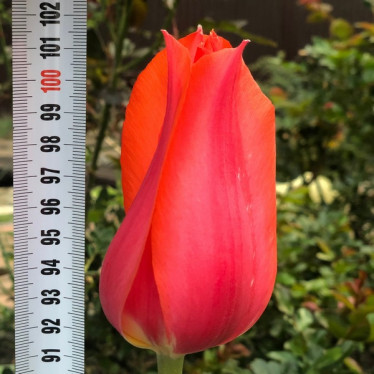 Тюльпан Гигантский Temple of Beauty 12/+ Тюльпан Гигантский Temple of Beauty 12/+